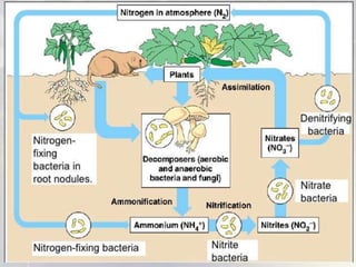 Biological nitrogen fixation.pptx
