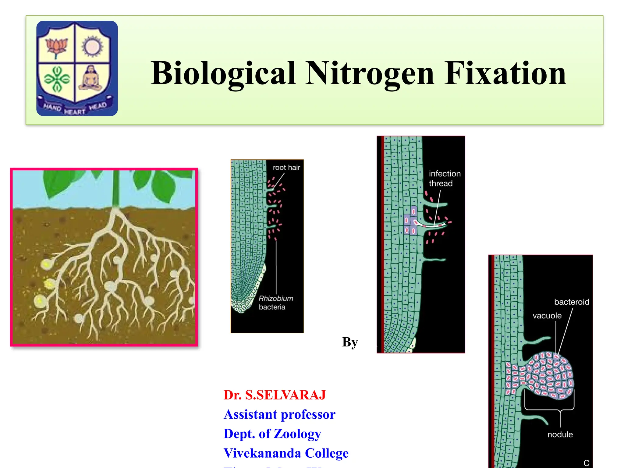 Nirrogen Fixation and Biological Nitrogen Fixation.pptx