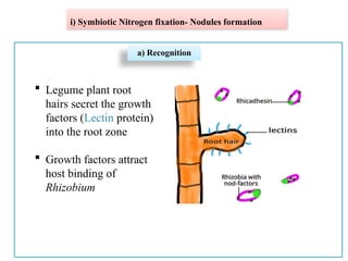 Nirrogen Fixation and Biological Nitrogen Fixation.pptx