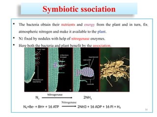 Nirrogen Fixation and Biological Nitrogen Fixation.pptx