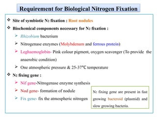 Nirrogen Fixation and Biological Nitrogen Fixation.pptx
