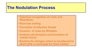 Comprehensive Overview of Biological Nitrogen Fixation and Rhizobium ...