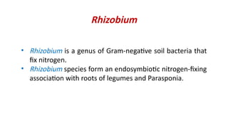 Comprehensive Overview of Biological Nitrogen Fixation and Rhizobium ...