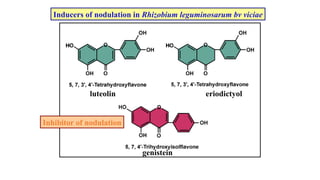 Nodulation Process Comprehensive Overview of Biological Nitrogen Fixation and Rhizobium ...