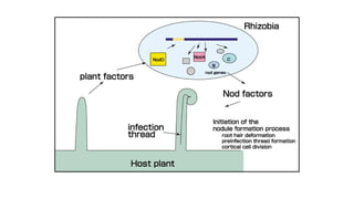 Comprehensive Overview of Biological Nitrogen Fixation and Rhizobium ...