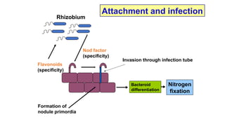 Comprehensive Overview of Biological Nitrogen Fixation and Rhizobium ...