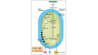 Comprehensive Overview of Biological Nitrogen Fixation and Rhizobium ...