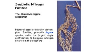 Comprehensive Overview of Biological Nitrogen Fixation and Rhizobium ...