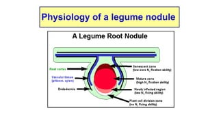 Nodulation Process Comprehensive Overview of Biological Nitrogen Fixation and Rhizobium ...