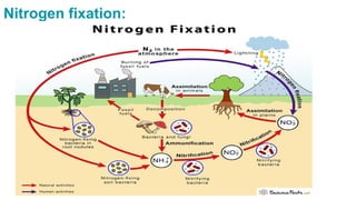 Biological Nitrogen Fixation: Mechanisms, Microorganisms and ...