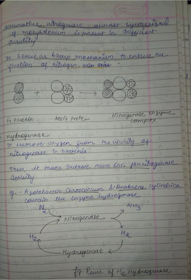 Biological Nitrogen Fixation And Mechanism Of Nitrogen Fixation Pdf