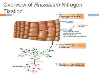 Biological nitrogen fixation in cereal crops | PPTX