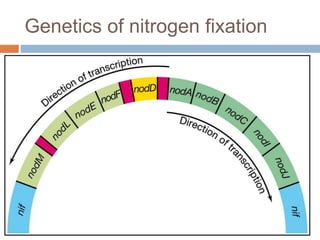 Biological nitrogen fixation in cereal crops | PPTX