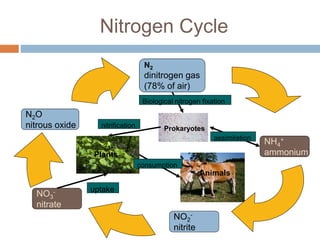 Biological nitrogen fixation in cereal crops | PPTX