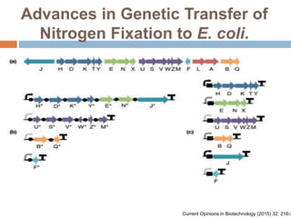 Biological nitrogen fixation in cereal crops | PPTX