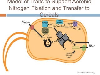 Biological nitrogen fixation in cereal crops | PPTX