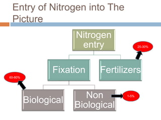 Biological nitrogen fixation in cereal crops | PPTX
