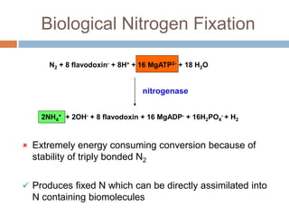 Biological nitrogen fixation in cereal crops | PPTX
