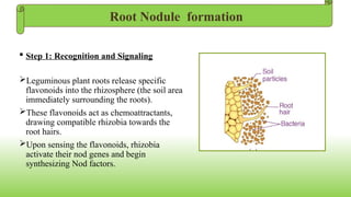 Biological nitrogen fixation in plants.pptx