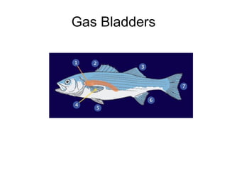 Marine Science - Biological Ocean | PPT