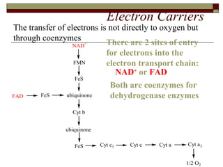 Electron Carriers NAD +  or  FAD There are 2 sites of entry for electrons into the electron transport chain:  Both are coenzymes for dehydrogenase enzymes The transfer of electrons is not directly to oxygen but through coenzymes 