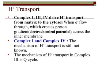 H +  Transport Complex I, III ,  IV drive H +  transport from matrix to the cytosol  When e -  flow through , which  creates p roton gradient ( electrochemical potential)  across the inner membrane  Complex I and Complex IV :  The mechanism of H +  transport is still not known. The mechanism of H +  transport in Complex III is Q cycle. 