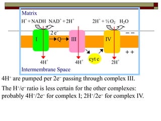 4H +  are pumped per 2e   passing through complex III.  The H + /e  ratio is less certain for the other complexes: probably 4H + /2e   for complex I; 2H + /2e   for complex IV. 