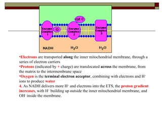 Electrons  are transported  along  the inner mitochondrial membrane, through a series of electron carriers  Protons  (indicated by  +  charge) are translocated  across  the membrane, from the matrix to the intermembrane space  Oxygen  is the  terminal electron acceptor , combining with electrons and H +  ions to produce  water   4.  As NADH delivers more H +  and electrons into the ETS, the  proton gradient increases , with H +  building up outside the inner mitochondrial membrane, and OH -  inside the membrane. 