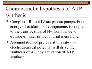 Chemiosmotic hypothesis of ATP synthesis  Complex I,III and IV are proton pumps. Free energy of oxidation of components is coupled to the translocation of H+ from inside to outside of inner mitochondrial membrane. Accumulation of protons at this site ----- electrochemical potential will drive the synthesis of ATP by activation of ATP synthase. 