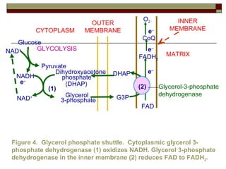 CYTOPLASM INNER MEMBRANE MATRIX FAD Glycerol-3-phosphate  dehydrogenase (2) DHAP OUTER MEMBRANE Figure 4.  Glycerol phosphate shuttle.  Cytoplasmic glycerol 3-phosphate dehydrogenase (1) oxidizes NADH. Glycerol 3-phosphate dehydrogenase in the inner membrane (2) reduces FAD to FADH 2 . G3P Dihydroxyacetone phosphate (DHAP) NAD + 3-phosphate Glycerol e  (1) FADH 2 e  CoQ e  O 2 e  NADH Glucose Pyruvate GLYCOLYSIS NAD + 