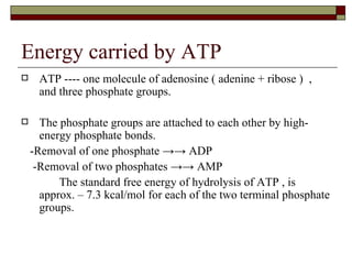 Energy carried by ATP ATP ---- one molecule of adenosine ( adenine + ribose )  ,  and three phosphate groups. The phosphate groups are attached to each other by high-energy phosphate bonds.  -Removal of one phosphate ->-> ADP -Removal of two phosphates ->-> AMP  The standard free energy of hydrolysis of ATP , is approx. – 7.3 kcal/mol for each of the two terminal phosphate groups. 