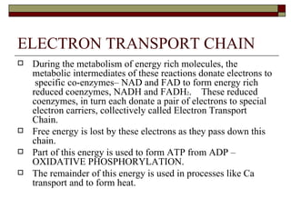 ELECTRON TRANSPORT CHAIN During the metabolism of energy rich molecules, the metabolic intermediates of these reactions donate electrons to  specific co-enzymes– NAD and FAD to form energy rich reduced coenzymes, NADH and FADH 2 .  These reduced coenzymes, in turn each donate a pair of electrons to special electron carriers, collectively called Electron Transport Chain.  Free energy is lost by these electrons as they pass down this chain. Part of this energy is used to form ATP from ADP – OXIDATIVE PHOSPHORYLATION. The remainder of this energy is used in processes like Ca transport and to form heat.  