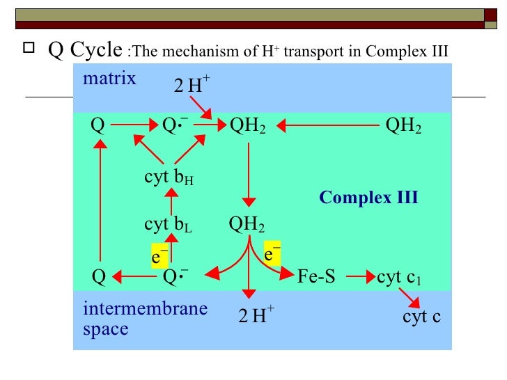 Biological oxidation