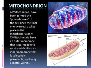 MITOCHONDRION
Mitochondria, have
been termed the
"powerhouses" of
the cell since the final
energy release takes
place in the
mitochondria only.
Mitochondria have
an outer membrane
that is permeable to
most metabolites, an
inner membrane that
is selectively
permeable, enclosing
a matrix within .
                           Biochemistry For Medics   9/30/2012   18
 