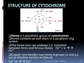 STRUCTURE OF CYTOCHROME




Heme is a prosthetic group of cytochromes.
Heme contains an iron atom in a porphyrin ring
system.
The heme iron can undergo 1 e- transition
between ferric and ferrous states: Fe3+ + e- 
Fe2+
Copper ions besides two heme A groups (a and a3)
act as electron carriers in Cyta,a3
Cu2++e-  Cu+                Biochemistry For Medics 9/30/2012   43
 