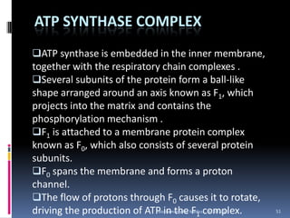 ATP SYNTHASE COMPLEX
ATP synthase is embedded in the inner membrane,
together with the respiratory chain complexes .
Several subunits of the protein form a ball-like
shape arranged around an axis known as F1, which
projects into the matrix and contains the
phosphorylation mechanism .
F1 is attached to a membrane protein complex
known as F0, which also consists of several protein
subunits.
F0 spans the membrane and forms a proton
channel.
The flow of protons through F0 causes it to rotate,
driving the production of ATP in the Medicscomplex.
                             Biochemistry For F
                                                1 9/30/2012   51
 
