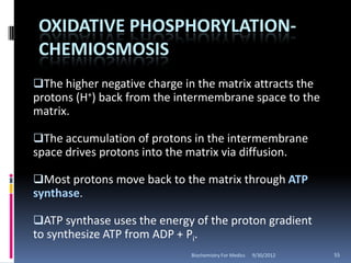 OXIDATIVE PHOSPHORYLATION-
 CHEMIOSMOSIS
The higher negative charge in the matrix attracts the
protons (H+) back from the intermembrane space to the
matrix.

The accumulation of protons in the intermembrane
space drives protons into the matrix via diffusion.

Most protons move back to the matrix through ATP
synthase.

ATP synthase uses the energy of the proton gradient
to synthesize ATP from ADP + Pi.
                               Biochemistry For Medics   9/30/2012   55
 