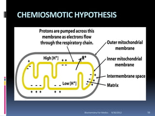 CHEMIOSMOTIC HYPOTHESIS




               Biochemistry For Medics   9/30/2012   56
 