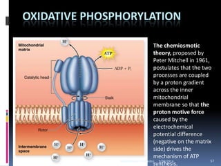 OXIDATIVE PHOSPHORYLATION

                                     The chemiosmotic
                                     theory, proposed by
                                     Peter Mitchell in 1961,
                                     postulates that the two
                                     processes are coupled
                                     by a proton gradient
                                     across the inner
                                     mitochondrial
                                     membrane so that the
                                     proton motive force
                                     caused by the
                                     electrochemical
                                     potential difference
                                     (negative on the matrix
                                     side) drives the
                                     mechanism of ATP
               Biochemistry For Medics 9/30/2012             57
                                     synthesis.
 