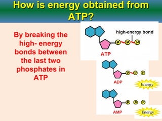 How is energy obtained fromHow is energy obtained from
ATP?ATP?
By breaking the
high- energy
bonds between
the last two
phosphates in
ATP
 