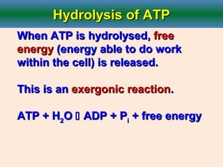 Hydrolysis of ATPHydrolysis of ATP
When ATP is hydrolysed,When ATP is hydrolysed, freefree
energyenergy (energy able to do work(energy able to do work
within the cell) is released.within the cell) is released.
This is anThis is an exergonic reactionexergonic reaction..
ATP + HATP + H22OO  ADP + PADP + Pii + free energy+ free energy
 