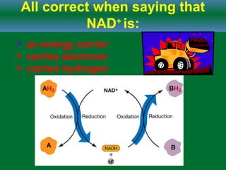 All correct when saying that
NAD+
is:
 an energy carrier
 carries electrons
 carries hydrogen
 