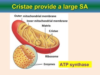 Cristae provide a large SACristae provide a large SA
ATP synthase
 