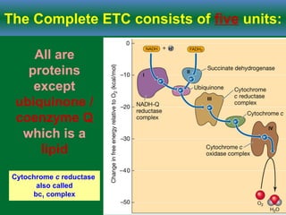 The Complete ETC consists of five units:
All are
proteins
except
ubiquinone /
coenzyme Q
which is a
lipid
Cytochrome c reductase
also called
bc1 complex
 