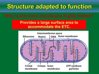 Structure adapted to functionStructure adapted to function
Why is the inner membrane highly folded?
Provides a large surface area to
accommodate the ETC.
 