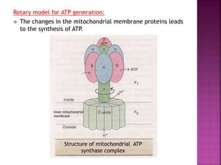 Rotary model for ATP generation:
 The changes in the mitochondrial membrane proteins leads
to the synthesis of ATP.
Structure of mitochondrial ATP
synthase complex
Inner mitochondrial
membrane
 