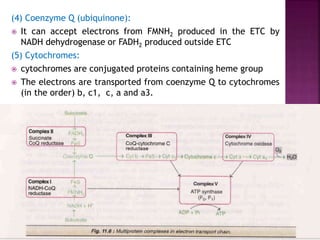 (4) Coenzyme Q (ubiquinone):
 It can accept electrons from FMNH2 produced in the ETC by
NADH dehydrogenase or FADH2 produced outside ETC
(5) Cytochromes:
 cytochromes are conjugated proteins containing heme group
 The electrons are transported from coenzyme Q to cytochromes
(in the order) b, c1, c, a and a3.
 
