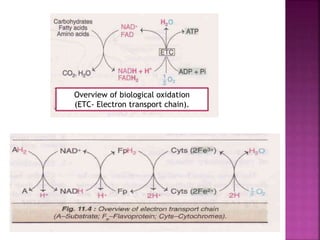 Overview of biological oxidation
(ETC- Electron transport chain).
 
