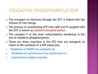  The transport of electrons through the ETC is linked with the
release of free energy.
 The process of synthesizing ATP from ADP and Pi coupled with
the ETC is known as oxidative phosphorylation.
 The complex V of the inner mitochondrial membrane is the
site of oxidative phosphorylation.
 There are three reactions in the ETC that are exergonic to
result in the synthesis of 3 ATP molecules.
1. Oxidation of FMNH2 by coenzyme Q.
2. Oxidation of cytochrome b by cytochrome c1 .
3. Cytochrome oxidase reaction.
 