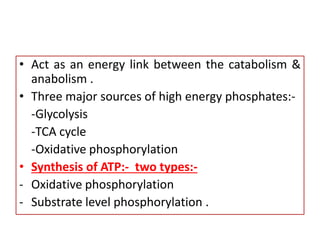 • Act as an energy link between the catabolism &
anabolism .
• Three major sources of high energy phosphates:-
-Glycolysis
-TCA cycle
-Oxidative phosphorylation
• Synthesis of ATP:- two types:-
- Oxidative phosphorylation
- Substrate level phosphorylation .
 